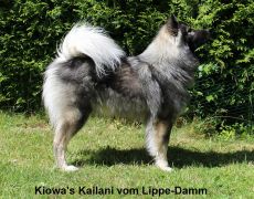 Kiowa's Kailani vom Lippe-Damm