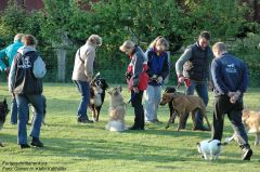 Sitz-Übung in der Hunde- und Menschengruppe